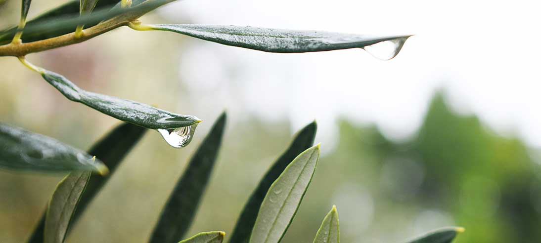 Olio e Dieta Chetogenica - Manuela Fulignati